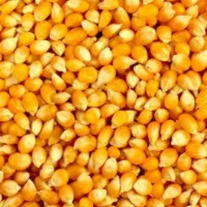 Tawakal pop-corn Maccai