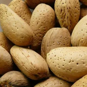 Almond (with shell)/sabit badam