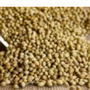 Tawakal daniya/coriander seeds