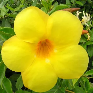 Alamanda