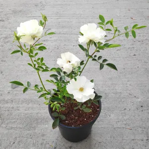 White miniature rose wit pot