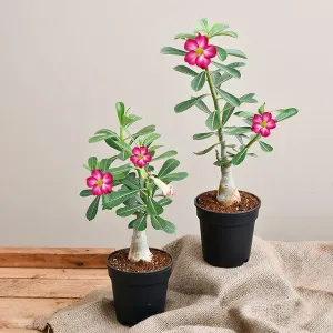 Adenium Desert Rose