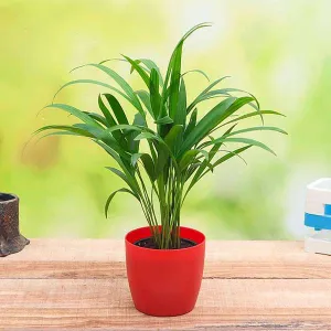 Areca Palm (Small)

