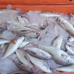 Fresh Fish 