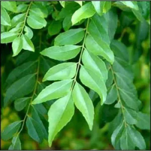 Curry Leaves - കറിവേപ്പില 