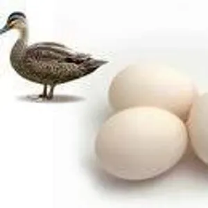 Duck Egg - താറാവ് മുട്ട 10