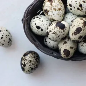 Quill Eggs - കാട മുട്ട 20 @ 3rs