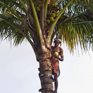തേങ്ങ പറിക്കൽ 
