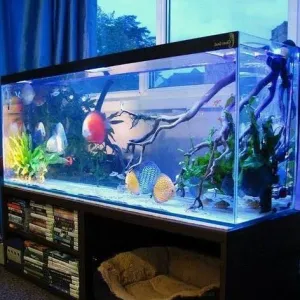 Aquarium Setting Up