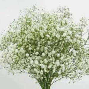 জিপসি