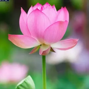 পদ্ম