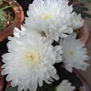 চন্দ্রমল্লিকা