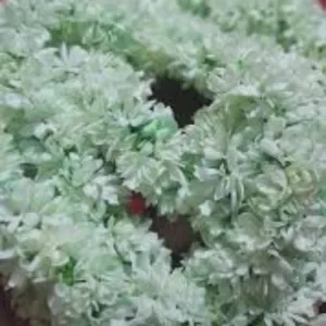 জুই ফুলের চেন