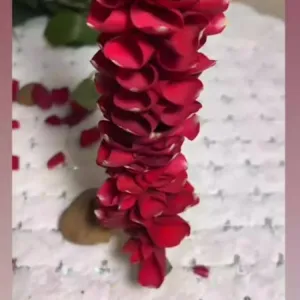 রয়েল গোলাপ পাপড়ি 