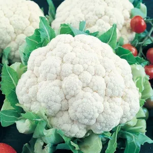 CAULIFLOWER 