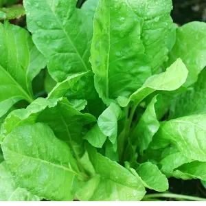 Palak