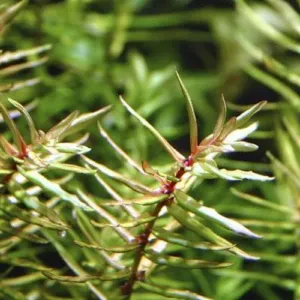 STEM PLANT (PRICE FOR PER STEMS)