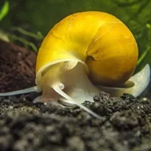 GOLDEN YELLOW APPLE SNAILS 