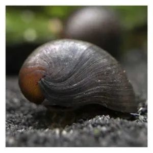 MILITARY HELMET SNAIL 