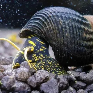 YELLOW SPOTTED RADDIT