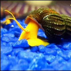 RABBIT SNAIL (L)