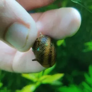 HORNED NERRITE SNAIL 