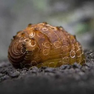 KING KOOPA SNAIL