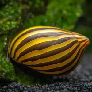 ZEDRA NERRITE SNAILS