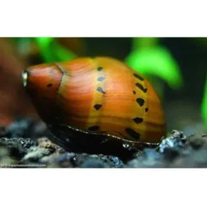 SPOTTED NERRITE SNAILS