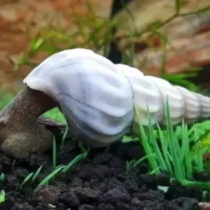 WHITE BROTIAN HERCULEA