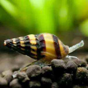 ASSASIN SNAIS