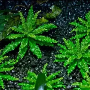 POGOSTEMON HELFERI 