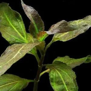 GYMNOCORONIS 