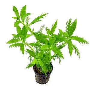 HYGROPHILA BALASAMICA