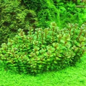 AMMANIA SP BONSAI