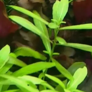 HYGROPHILA GREEN