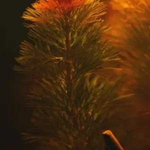 RED CABOMBA