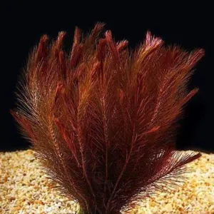 ROTALA WALLICHI MEXICAN