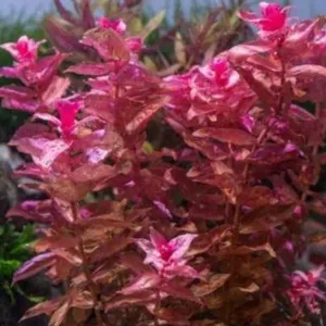 ROTAL MACRAND RED