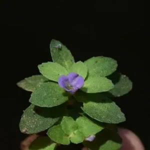 LIMNOPHILA 