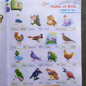 711 Class ukg , English, topic : Name of birds