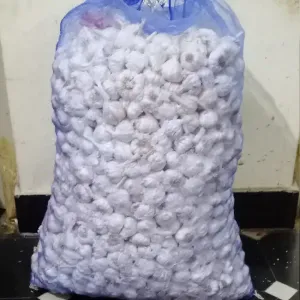 GARLIC BOMB