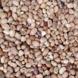 Junuvulu