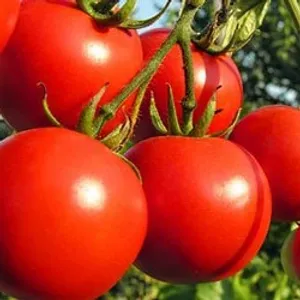 Tamatar / Tomato