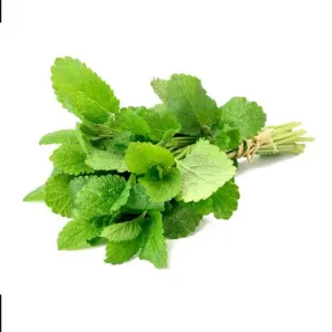 Pudina