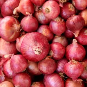 प्याज़ (Onion)