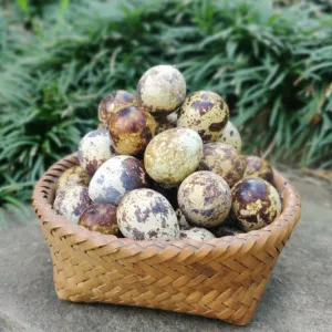 Quail Egg (Vamim tui)