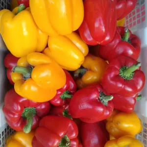 Capsicum (red and yellow) per 250gm