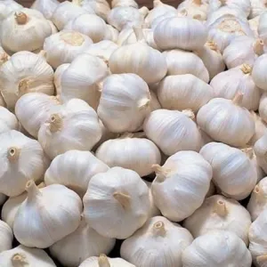 Garlic