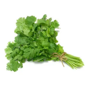 Green Coriander